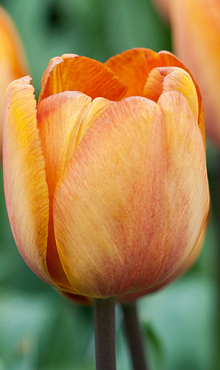 TULIPA BROWN SUGAR