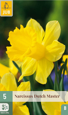 X   5 NARCISSUS DUTCH MASTER 12/14