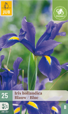 X 25 IRIS HOLLANDICA BLAUW NJ 7/8