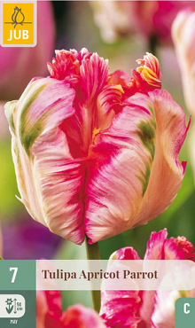 X   7 TULIPA APRICOT PARROT 11/12