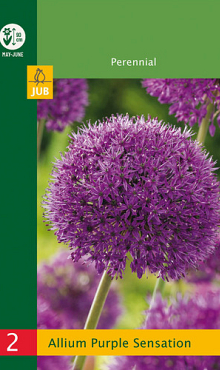 X   2 ALLIUM PURPLE SENSATION 10/12