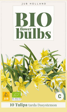X 10 TULIPA TARDA DASYSTEMON - BIO 6/+