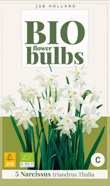 X   5 NARCISSUS TRIANDRUS THALIA - BIO 10/12