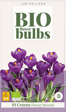 X 10 CROCUS FLOWER RECORD - BIO 7/+