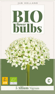 X   5 ALLIUM NIGRUM - BIO 8/+