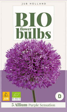 X   5 ALLIUM PURPLE SENSATION - BIO 10/12