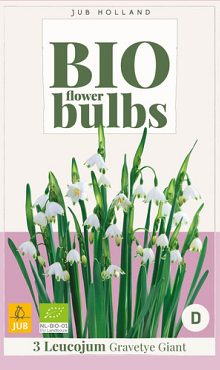 X   3 LEUCOJUM GRAVETYE GIANT - BIO 12/14