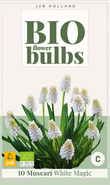 X 10 MUSCARI WHITE MAGIC - BIO 6/7