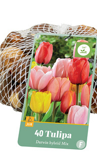 X   40 TULIPA DARWIN HYBRIDE MIX 11/12