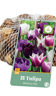 X   35 TULIPA BLUEBERRY MIX 11/12