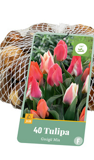 X   40 TULIPA GREIGII MIX 11/12