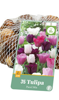 X   35 TULIPA PASTEL MIX 11/12