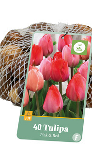 X   40 TULIPA ROZE & ROOD 11/12