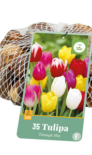 X   35 TULIPA TRIUMPH MIX 11/12