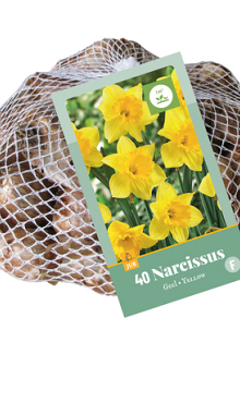 X   40 NARCISSUS GEEL 10/12