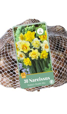 X   30 NARCISSUS DUBBEL MIX 10/12