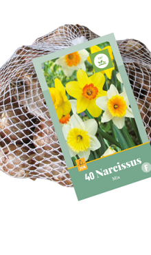 X   40 NARCISSUS GROOTKRONIG MIX 10/12