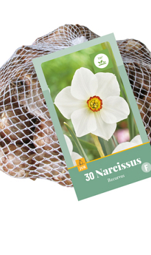 X   30 NARCISSUS RECURVUS 10/12