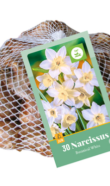 X   30 NARCISSUS BOTANISCH WIT 10/12