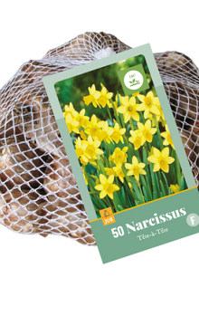X   50 NARCISSUS  TETE-A-TETE 10/11
