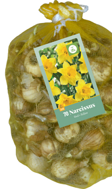 X   70 NARCISSUS GEEL 10/12