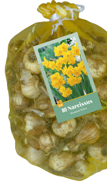 X   80 NARCISSUS BOTANISCH GEEL 10/12
