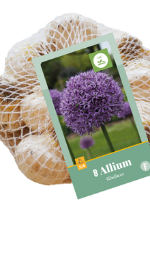 X    8 ALLIUM GLADIATOR 16/18