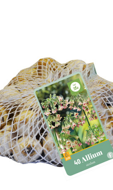 X   40 ALLIUM SICULUM 10/12