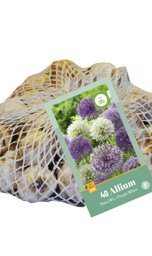 X   40 ALLIUM PAARS - WIT 10/12