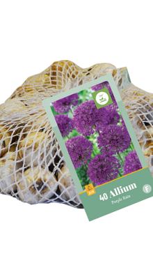 X   40 ALLIUM PURPLE RAIN 10/12