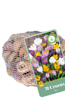 X   70 CROCUS MIX 7/8