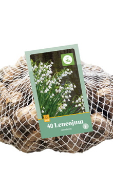 X   40 LEUCOJUM AESTIVUM 8/9