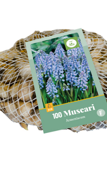 X 100 MUSCARI ARMENIACUM 7/8