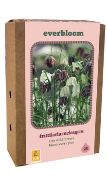 X 1 DOOS 25 EVERBLOOM FRITILLARIA MELEAGRIS 6/7