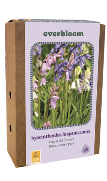X 1 DOOS 25 EVERBLOOM HYACINTHOIDES HISP. MIX 7/8