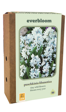 X 1 DOOS 50 EVERBLOOM PUSCHKINIA LIBANOTICA 6/7