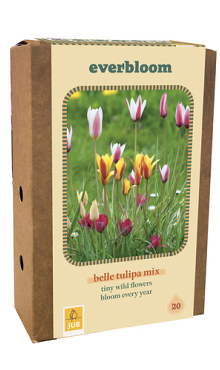 X 1 DOOS 20 EVERBLOOM TULIPA BELLE TULIPA MIX 6/+