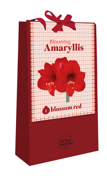 X 1 TAS 1 BLOOMING AMARYLLIS BLOSSOM RED 28/30