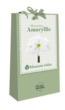 X 1 TAS 1 BLOOMING AMARYLLIS BLOSSOM WHITE 28/30