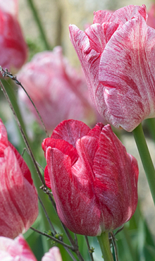 TULIPA HEMISPHERE