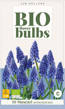 X 10 MUSCARI ARMENIACUM - BIO 7/+