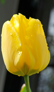 TULIPA JAN VAN NES