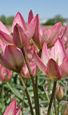 TULIPA DANIQUE
