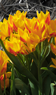 TULIPA HEWERI