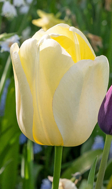 TULIPA IVORY FLORADALE
