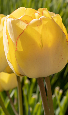 TULIPA AKEBONO