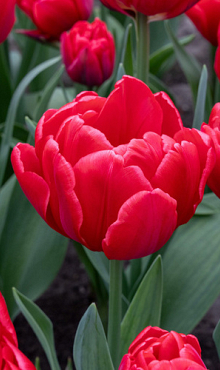 TULIPA RED FOXTROT