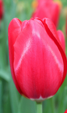 TULIPA YOSEMITE