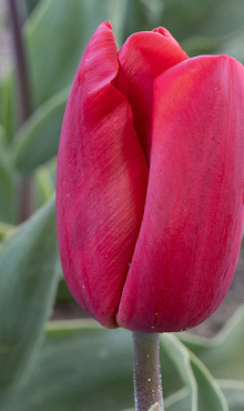 TULIPA RED PARADISE