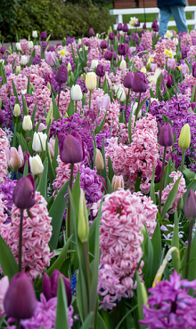 FRAGRANT SURPRISE